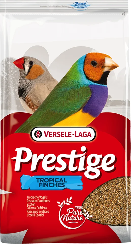 Prestige Tropische Vogel