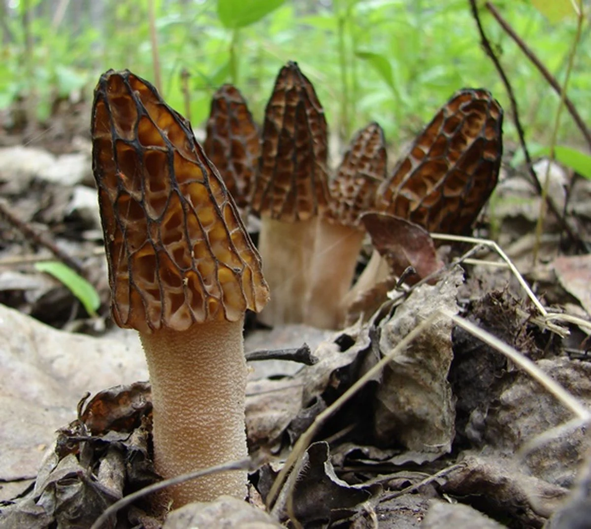 ToshiFarm Broed voor Zwarte Morieljes - 50 gram - Zelf Black Morel kweken - Broed voor Zwarte Morieljes Kweekset - Paddenstoel Sporen voor Black Morel - Eco Cadeau