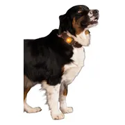 Nightwalk Safety Light Orange
