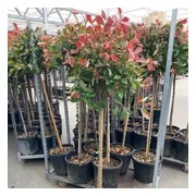 2 x Photinia Fraseri 'Red Robin' op stam - Glansmispel Boompje met stamhoogte 90cm