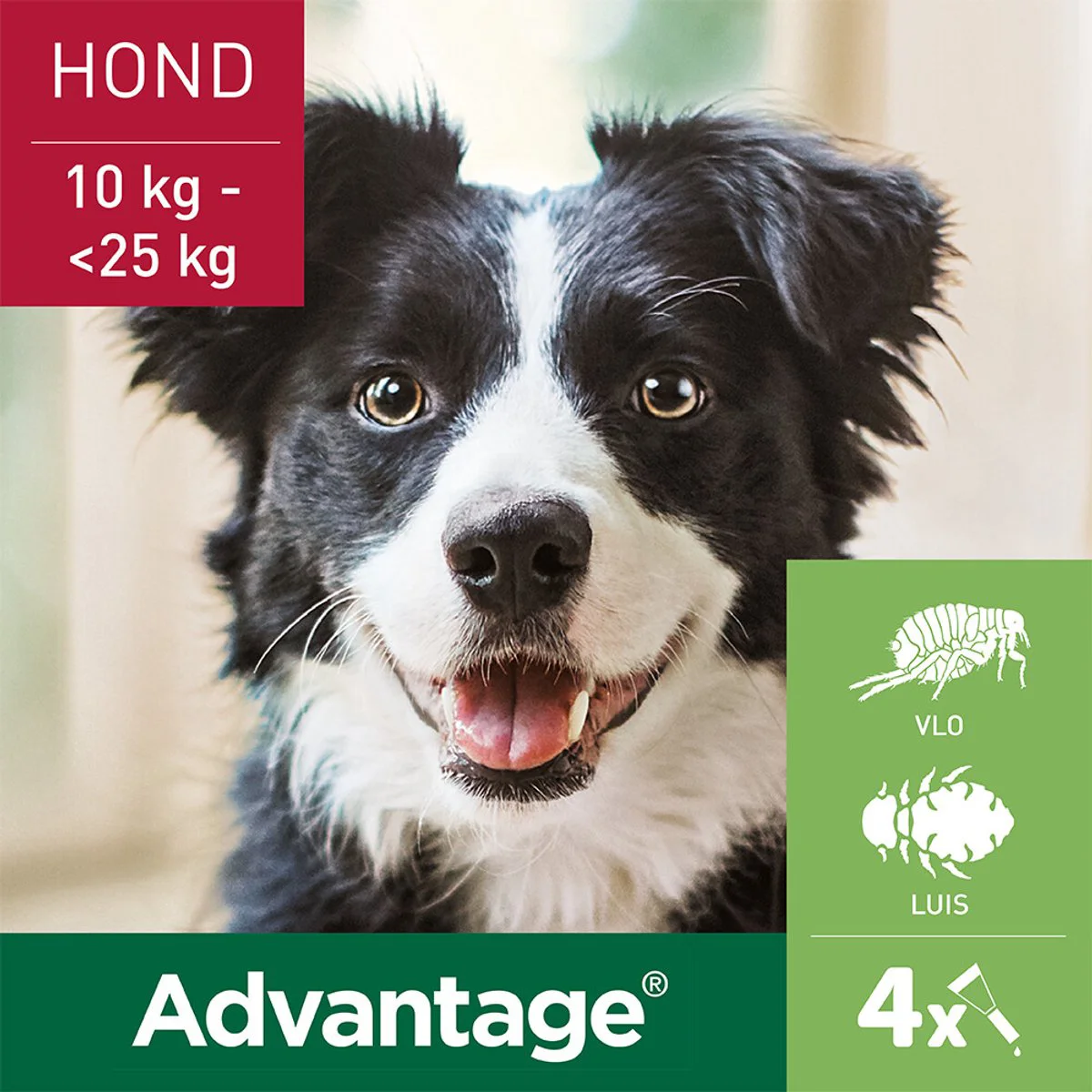 2x Advantage Anti Vlooiendruppels 250 Hond 10 - 25 kg 4 pipetten