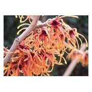 Hamamelis intermedia 'Feuerzauber' - Toverhazelaar 40-60 cm pot winterbloeier