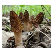 ToshiFarm Broed voor Zwarte Morieljes - 50 gram - Zelf Black Morel kweken - Broed voor Zwarte Morieljes Kweekset - Paddenstoel Sporen voor Black Morel - Eco Cadeau