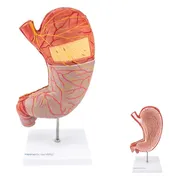 Het menselijk lichaam - anatomie model maag (2-delig, 25x13x6 cm)